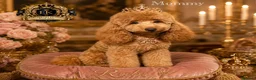 Toy Poodle dogs for sale: 👑 ESPONJOSO Half Asian Toy Poodle Waiting List 👑 - Advert 2