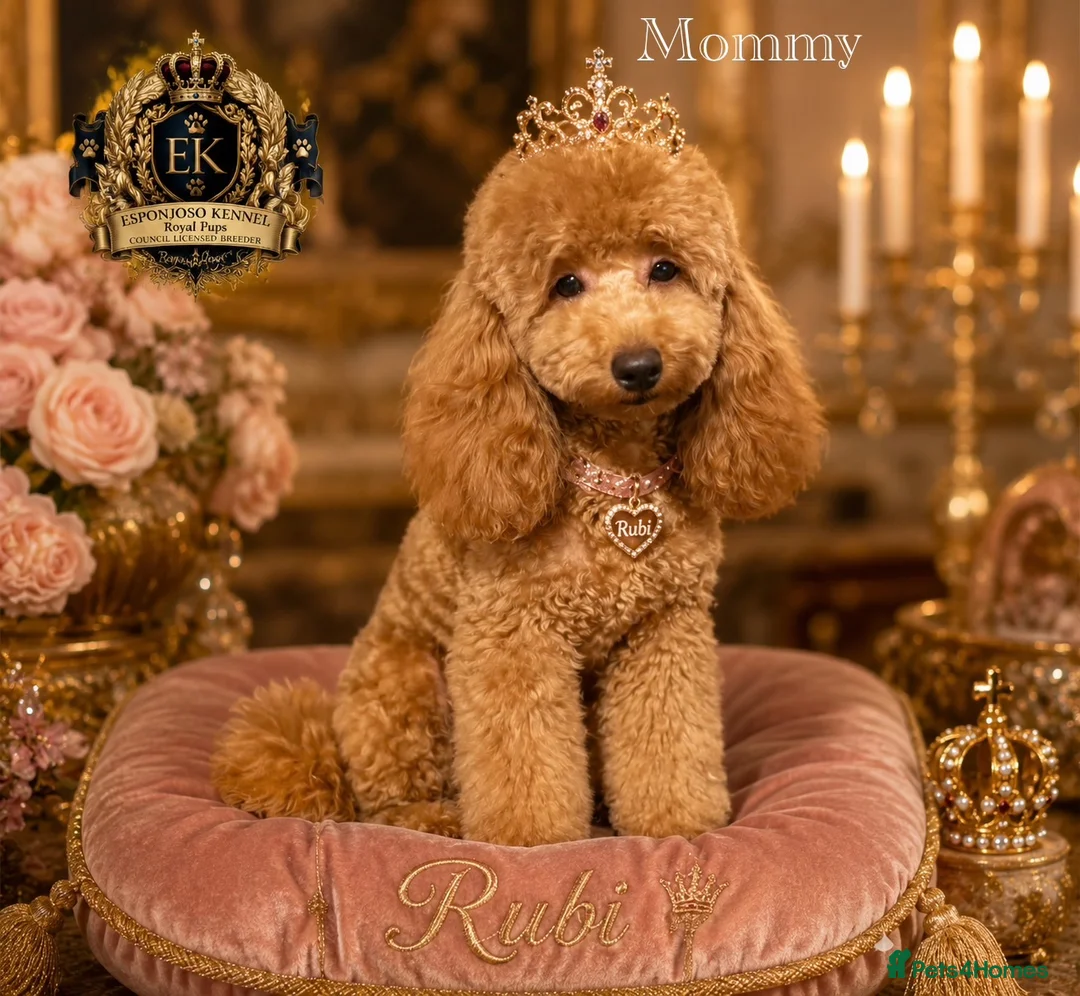 Toy Poodle dogs for sale: 👑 ESPONJOSO Half Asian Toy Poodle Waiting List 👑 - Advert 2