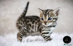 Bengal cats for sale: Stunning 5th generation bengal kitten - Image 1