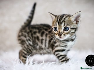 Bengal cats - Advert 3