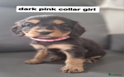 Cocker Spaniel dogs for sale: Show type x working cocker spaniel pups  - Image 4