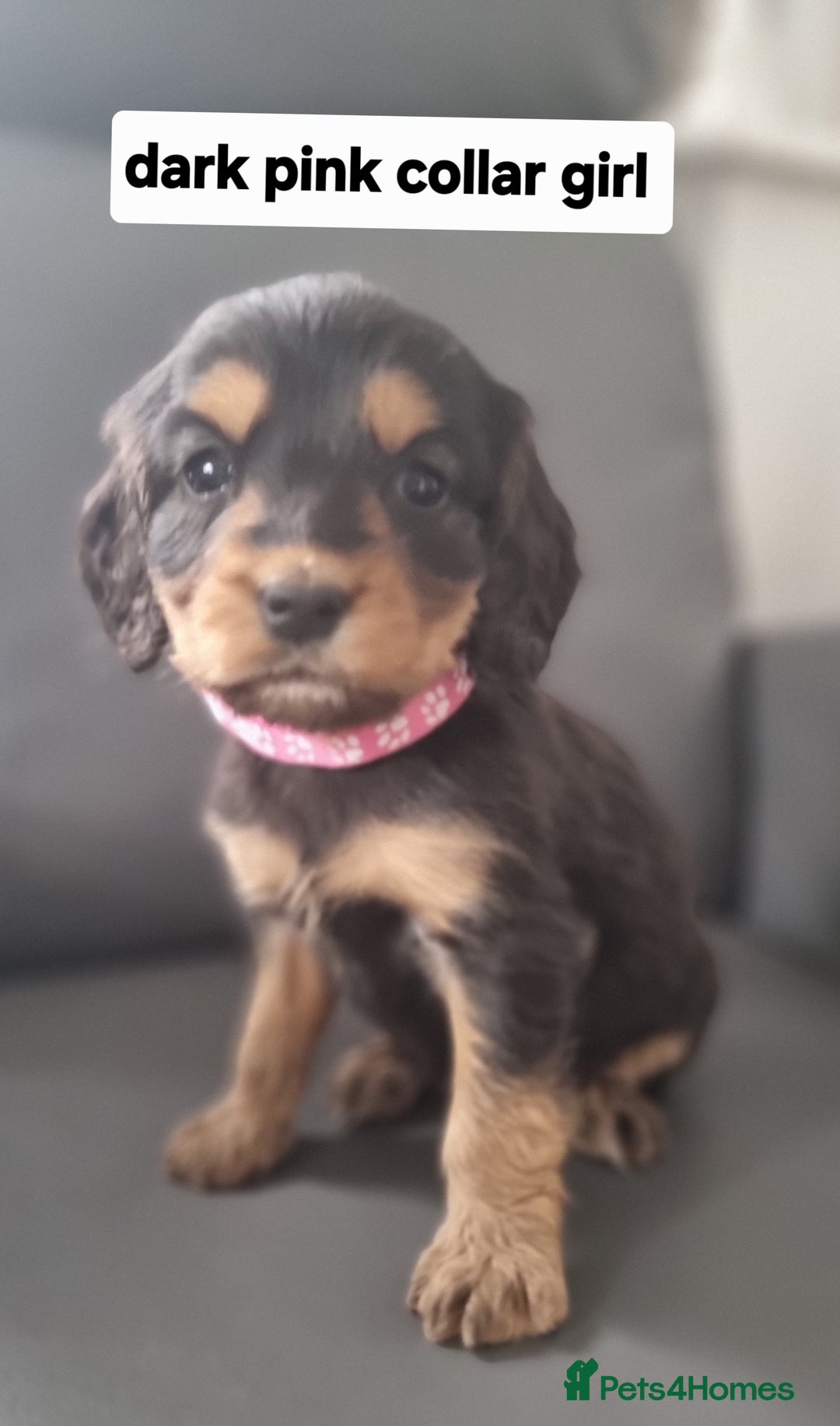 Cocker Spaniel dogs for sale: Show type x working cocker spaniel pups  - Image 4