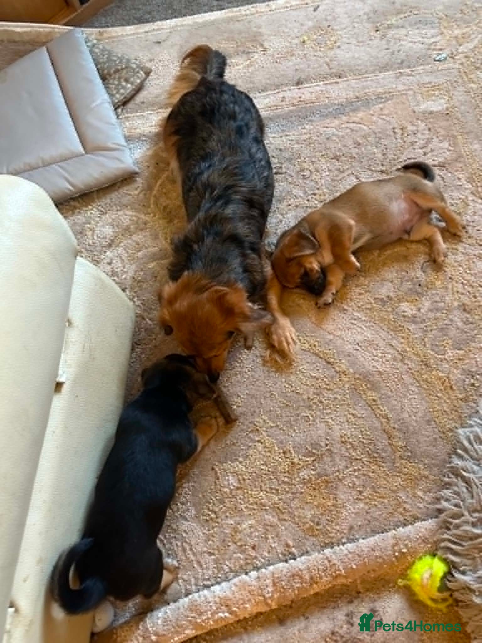 Mixed Breed dogs 3 beautiful playful puppies ready to go - Advert 2