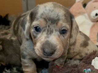 Miniature Dachshund dogs Mini dachshund puppies 6 weeks - Advert 1