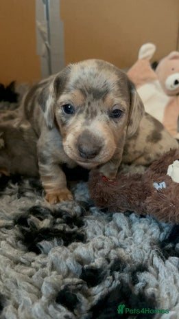 Miniature Dachshund dogs Mini dachshund puppies 6 weeks - Advert 1