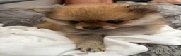 Pomeranian dogs for sale: Miniature Pomeranian  in Basildon - Advert 21