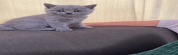 British Shorthair cats for sale: British Shorthair Blue Kittens – (2 boys, 2 girls) - Advert 19