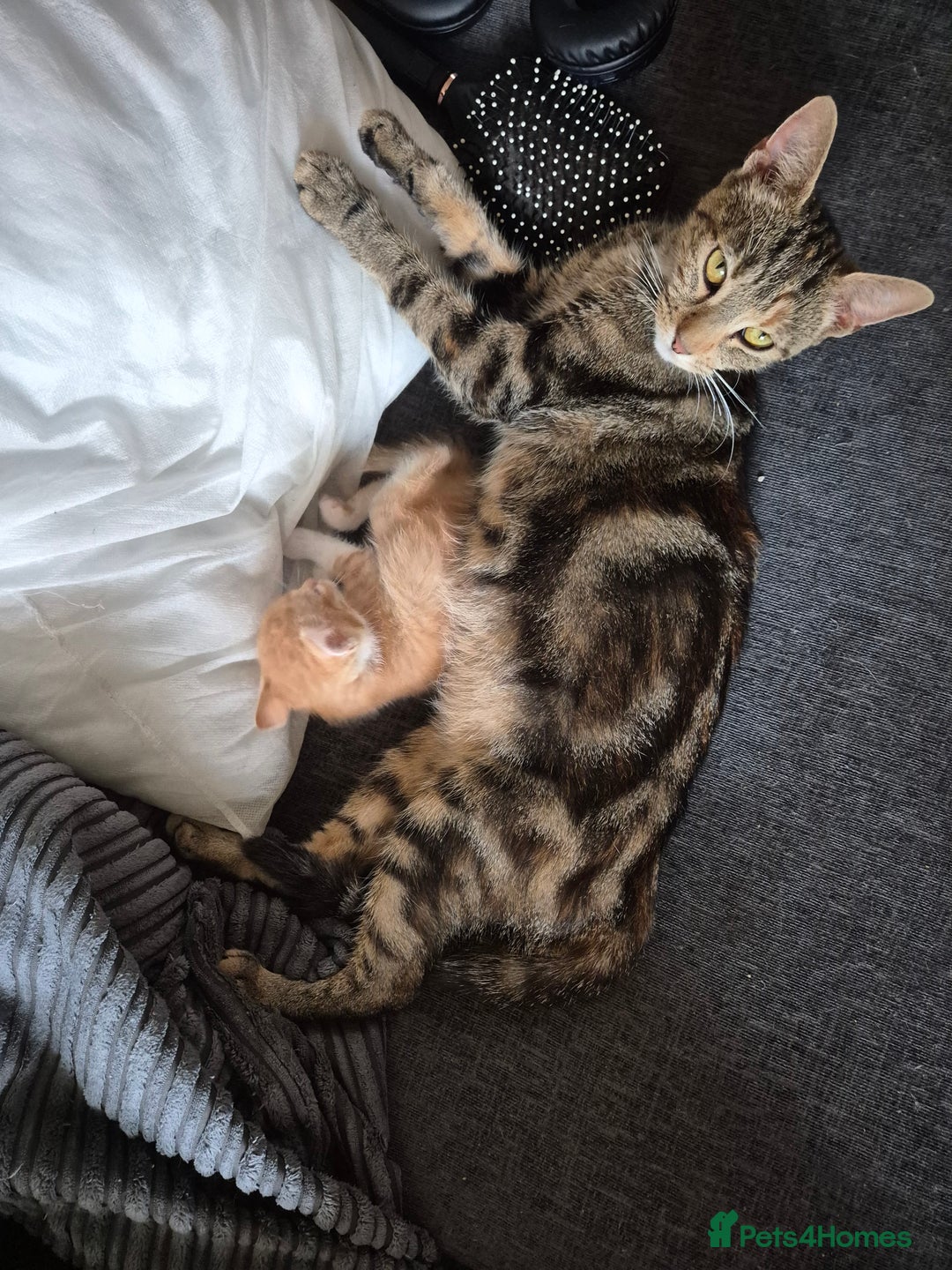 British Shorthair cats for sale: Beautiful kittens with great temprament - Advert 7