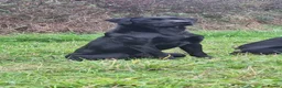 Labrador Retriever dogs for stud: Fully health tested Labrador stud - Advert 5