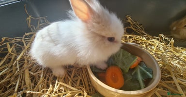 Lionhead rabbits - Advert 10