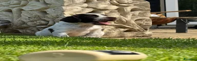 Liver & white roan 