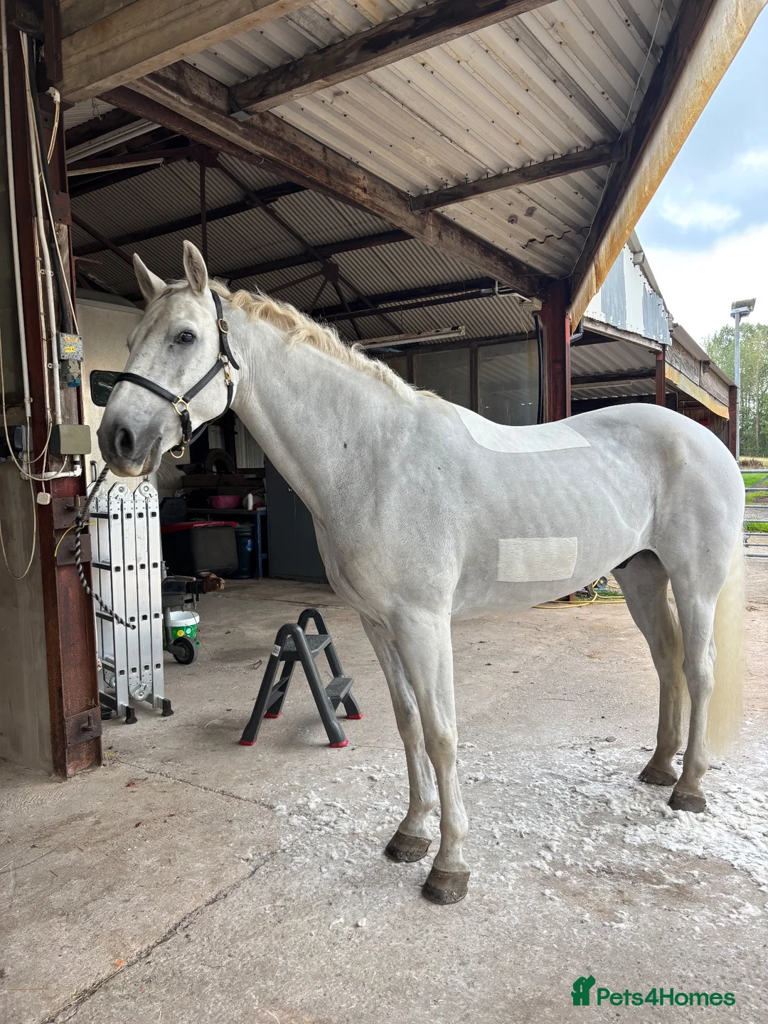 Connemara horses for sale: Misty 15.2 9yr old Connie gelding in Wrexham - Advert 2
