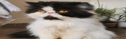 Persian cats for sale: Persian doll face - Advert 5