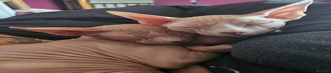 Sphynx Kitten 1