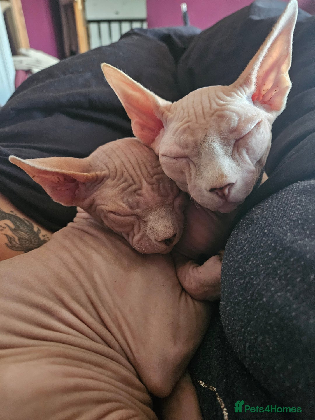 Sphynx cats for sale: 2 9 month old males  - Image 2