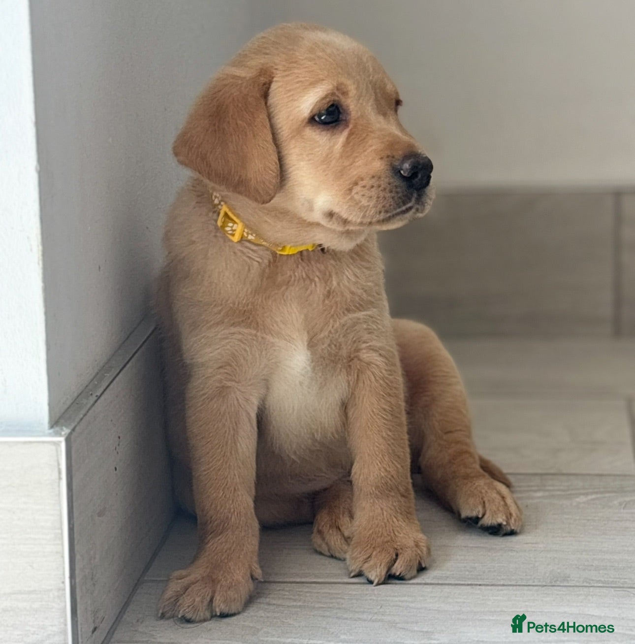Labrador Retriever dogs Ready now 🏡  chunky top quality KC reg Labradors  - Advert 1