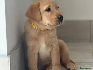 Labrador Retriever dogs Ready now 🏡 chunky top quality KC reg Labradors - Advert 1