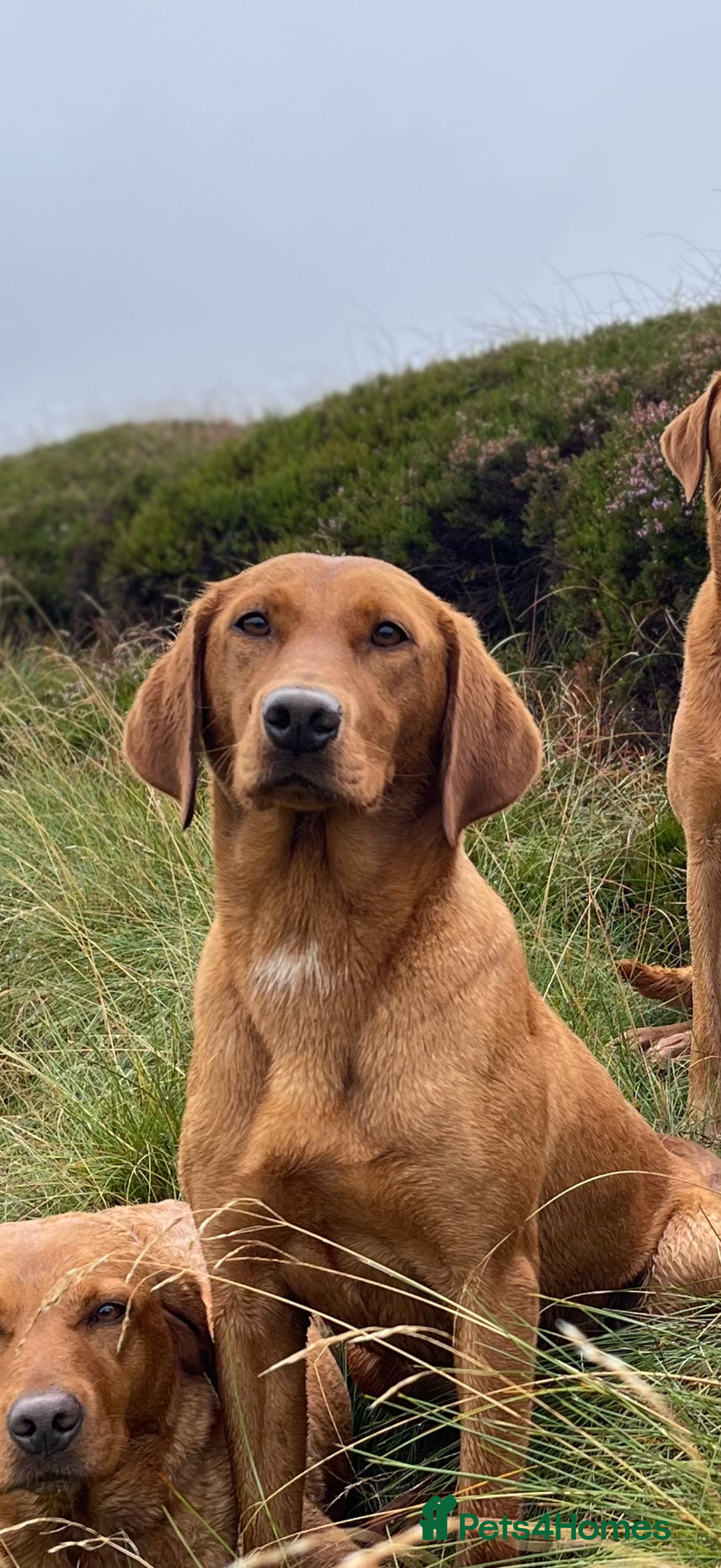 Labrador Retriever dogs for sale: Kc Labrador pups  - Advert 8