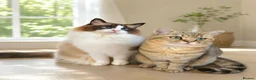 Ragdoll cats for sale: ✨ Exceptional Ragdolls,a distinguished lineage ✨ - Advert 3