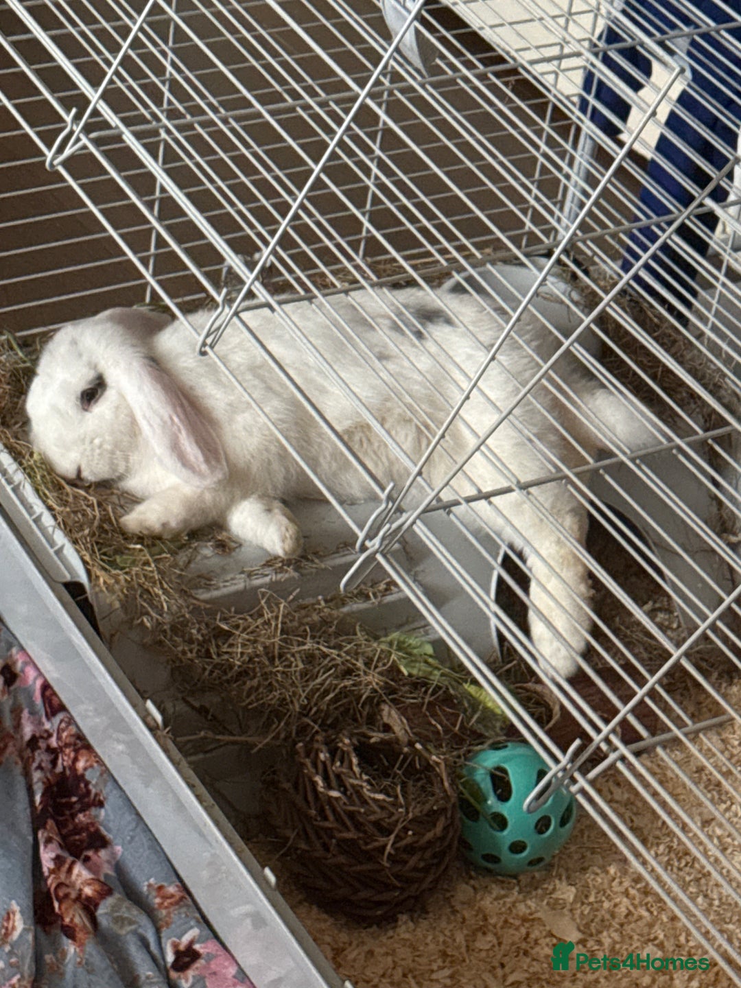 Mixed Breed rabbits for sale: Her name is Lola  - Advert 2
