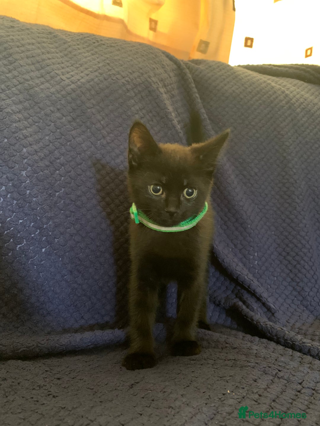 Mixed Breed cats for sale: Kittens - Image 6