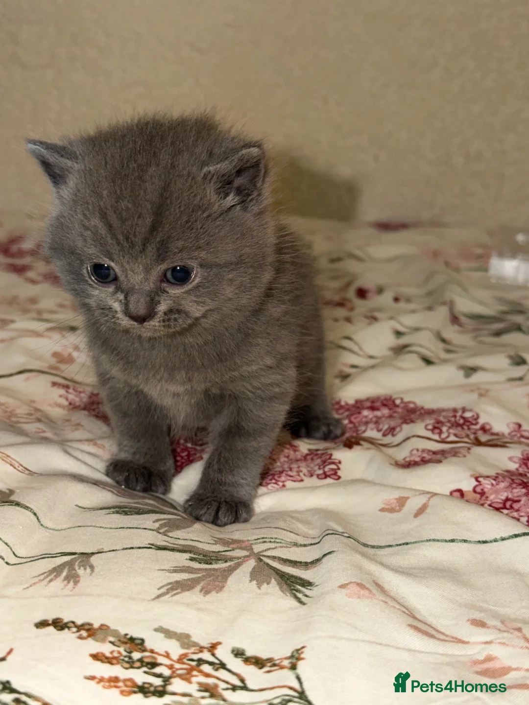 British Shorthair cats for sale: Beautiful British short hair kittens  - Advert 2