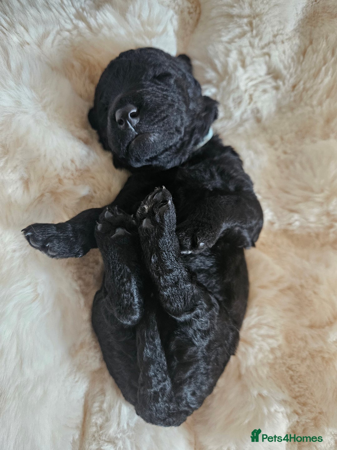 Goldendoodle dogs for sale: Gorgeous Healthy Goldendoodle Puppies - Image 9
