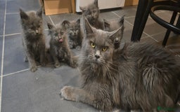 Maine Coon cats for sale: Maine Coon Kittens reservation  - Image 10