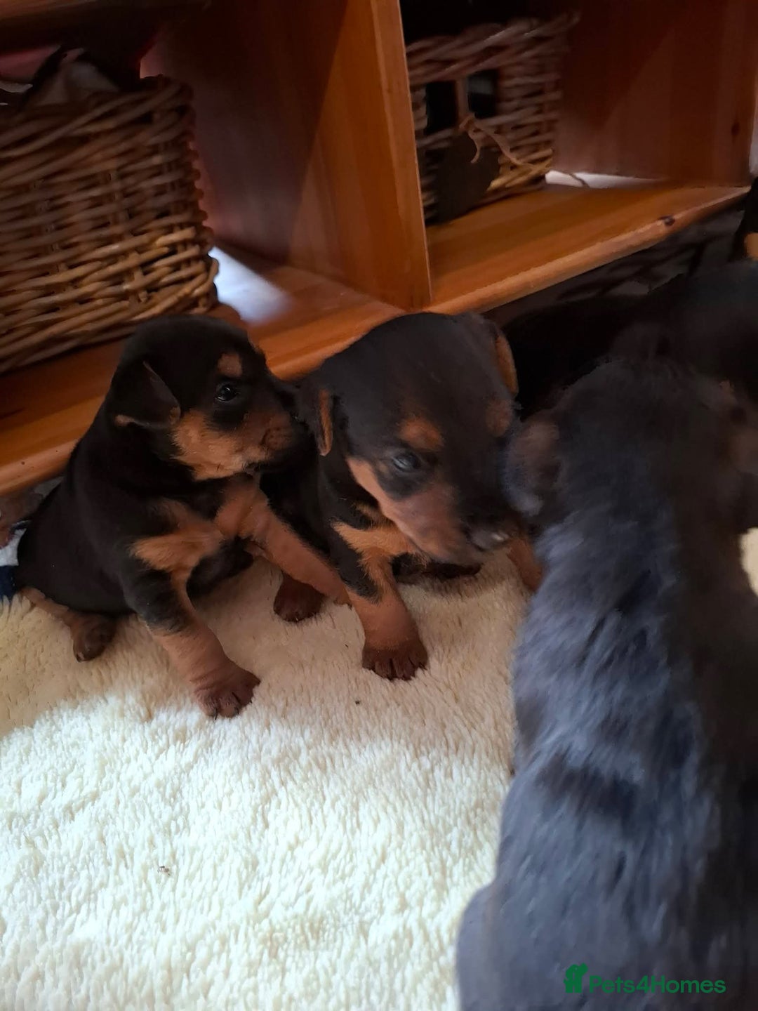 Lakeland Terrier dogs for sale: 🐾 Lakeland Terrier Puppies – Tag × Diesel 🐾 - Advert 7