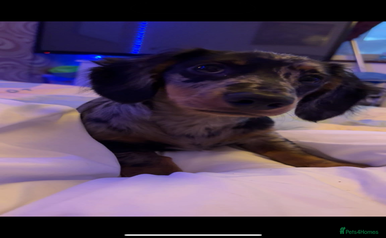 Miniature Dachshund dogs - Advert 13