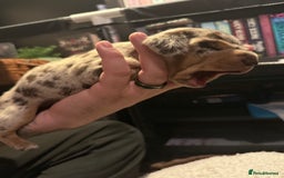 Mixed Breed dogs for sale: Adorable Daschund x spaniel pups  - Advert 11