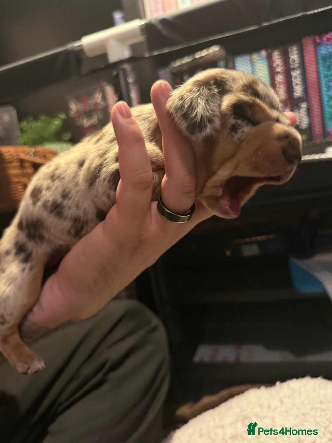 Mixed Breed dogs for sale: Adorable Daschund x spaniel pups  - Advert 11