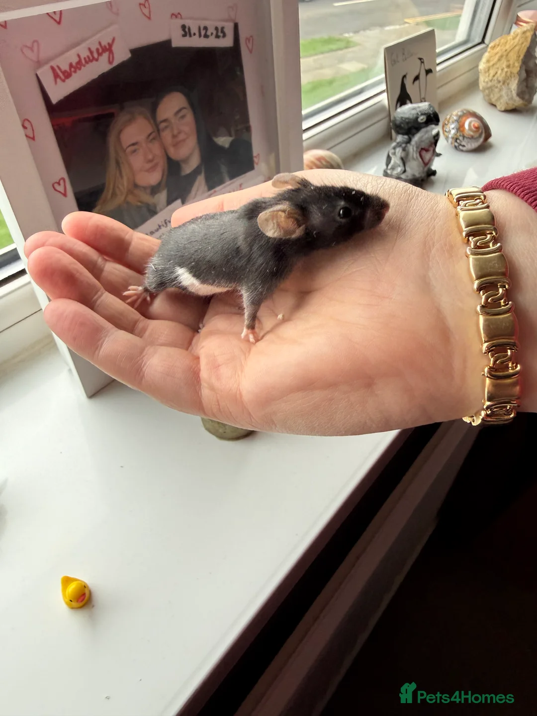 Mouse rodents for sale: Tri colour mice looking for new homes - Advert 5