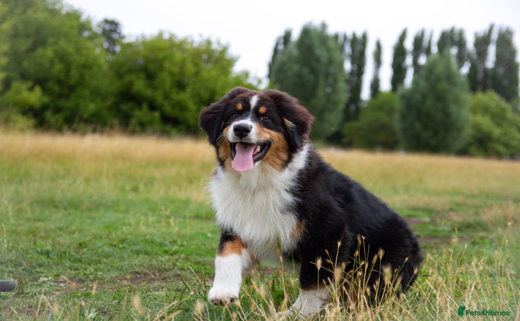 Australian Shepherd dogs in Abingdon - Advert 4