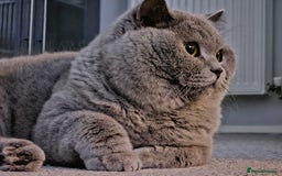 British Shorthair cats for sale: The loveliest calm boy Gandalf the Grey - Image 6