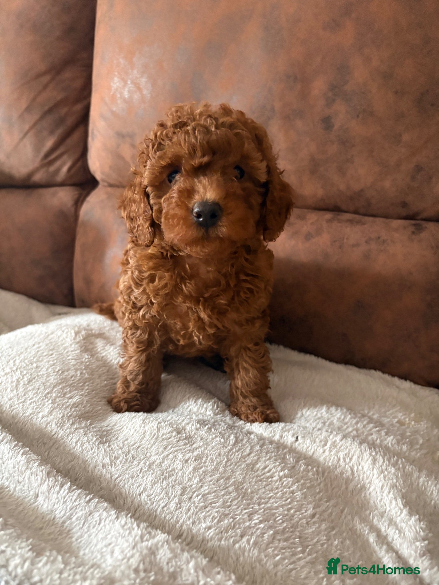 Mixed Breed dogs Betsy - Advert 1