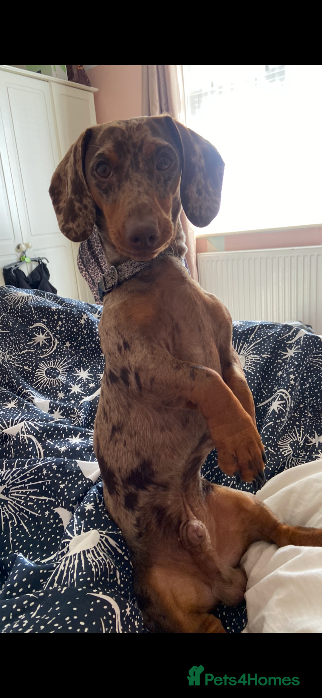 Mixed Breed dogs for sale: Dachshund cross Patterdale - Image 16
