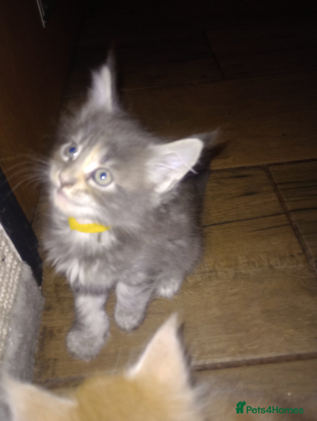 Maine Coon cats for sale: I have Beautiful healthy maicoon XL  - Image 26