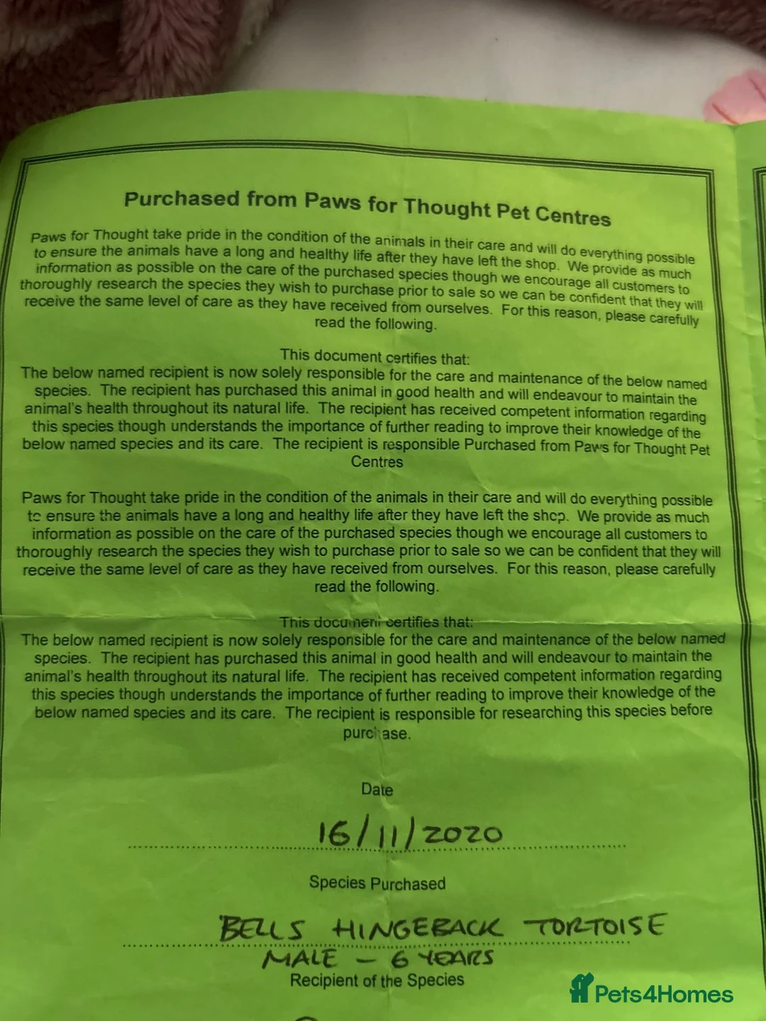 Tortoise reptiles for sale: Bells hingeback tortoise in Leeds - Advert 2