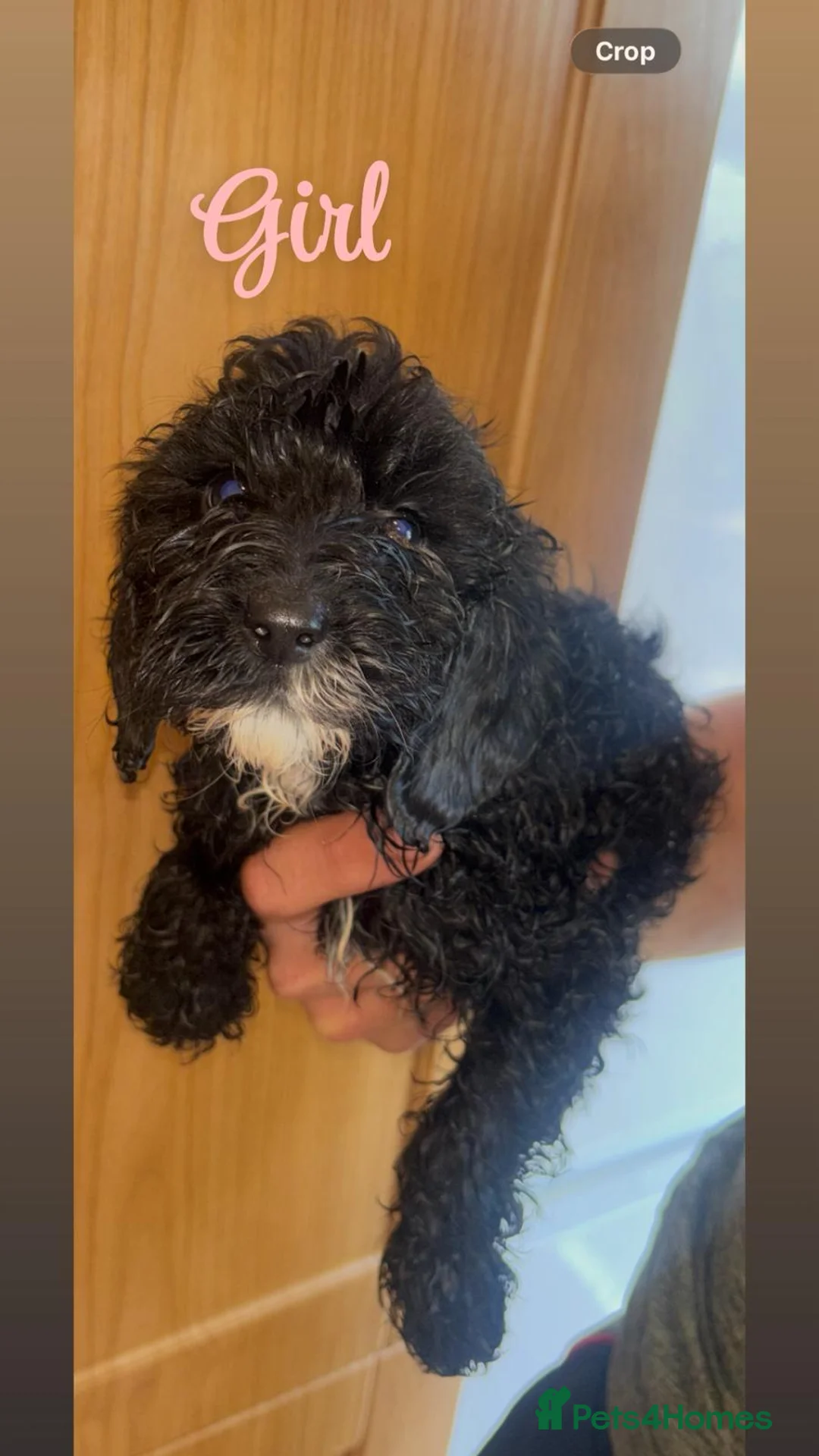 Cockapoo dogs for sale: Cockapoo pups - Advert 2