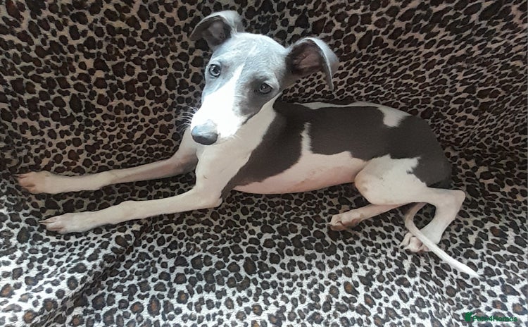 Whippet dogs - Advert 1