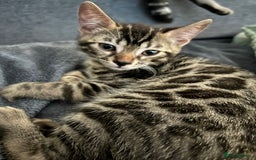 Bengal cats for sale: Bengal Cat for Sale – Playful and Independent - Image 3