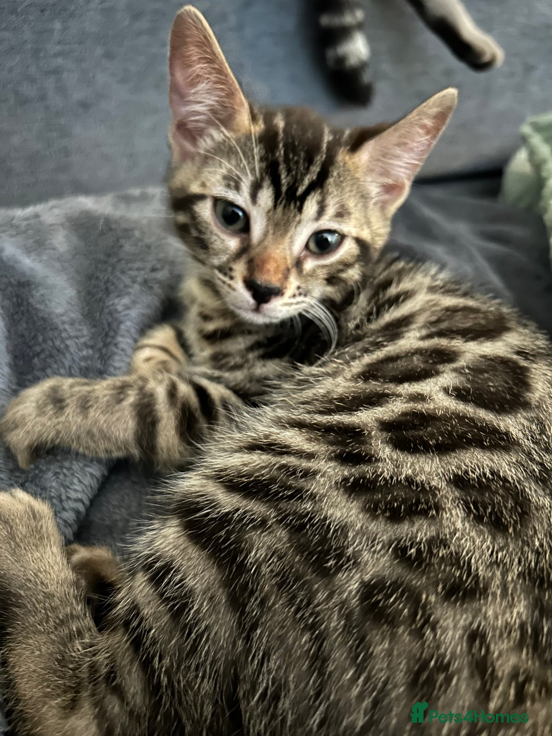 Bengal cats for sale: Bengal Cat for Sale – Playful and Independent - Image 3