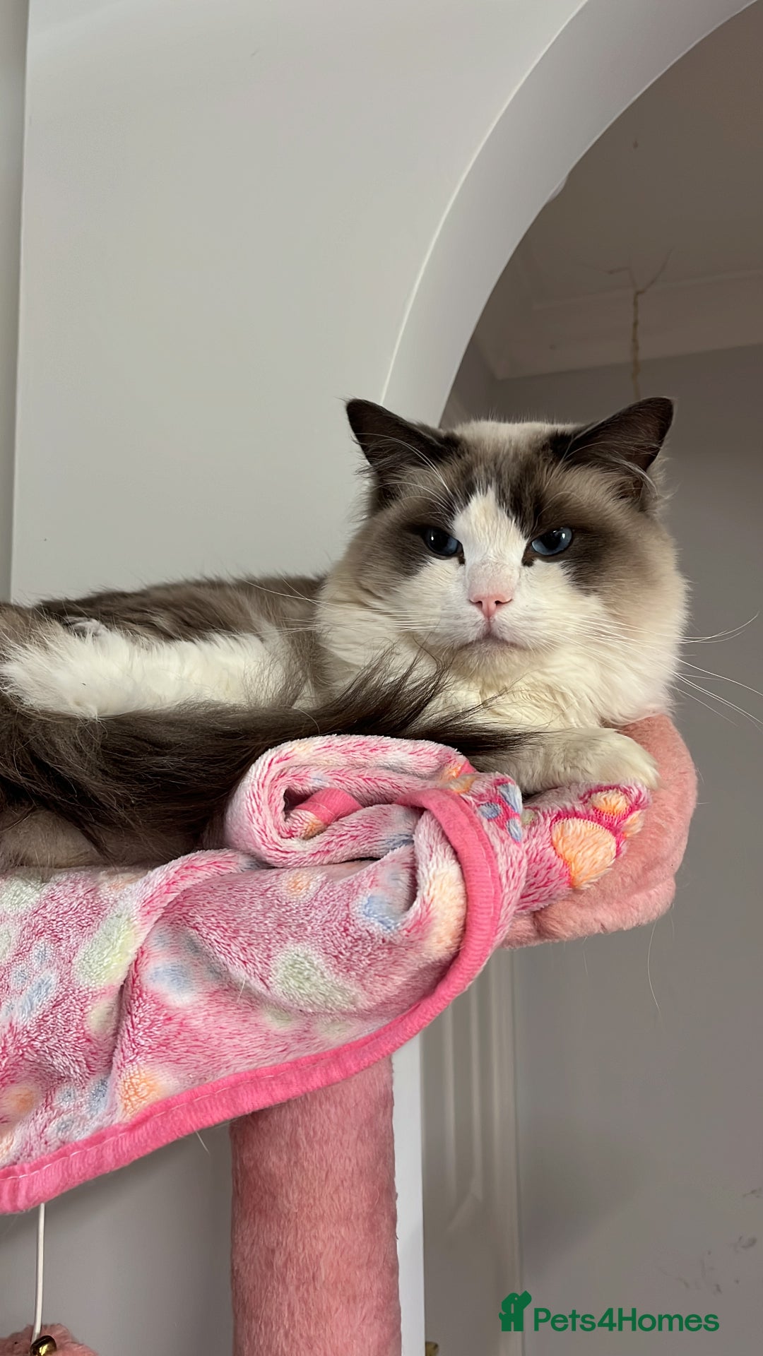 Ragdoll cats for sale: 3 year old blue point bicolour ragdoll - Advert 5