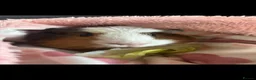 Guinea Pig rodents for sale: Two adorable female guinea pigs ❤️ - Advert 3
