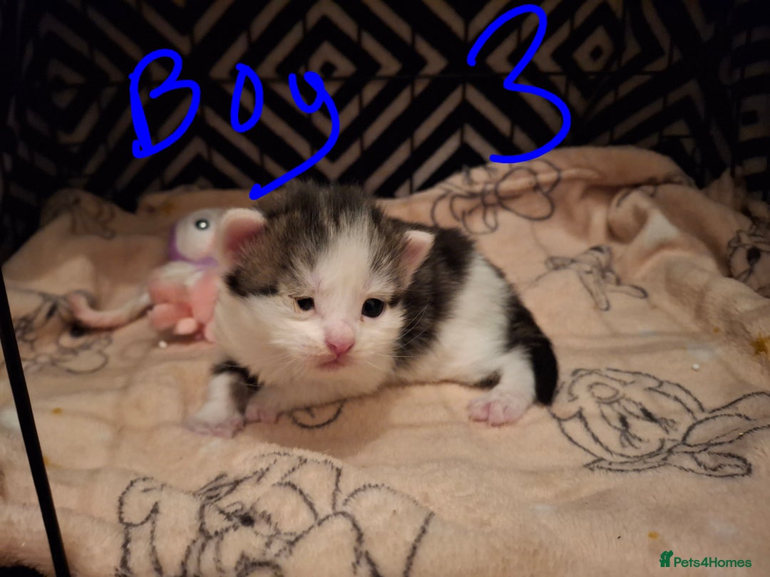 Mixed Breed cats for sale: Mix breed - Image 15