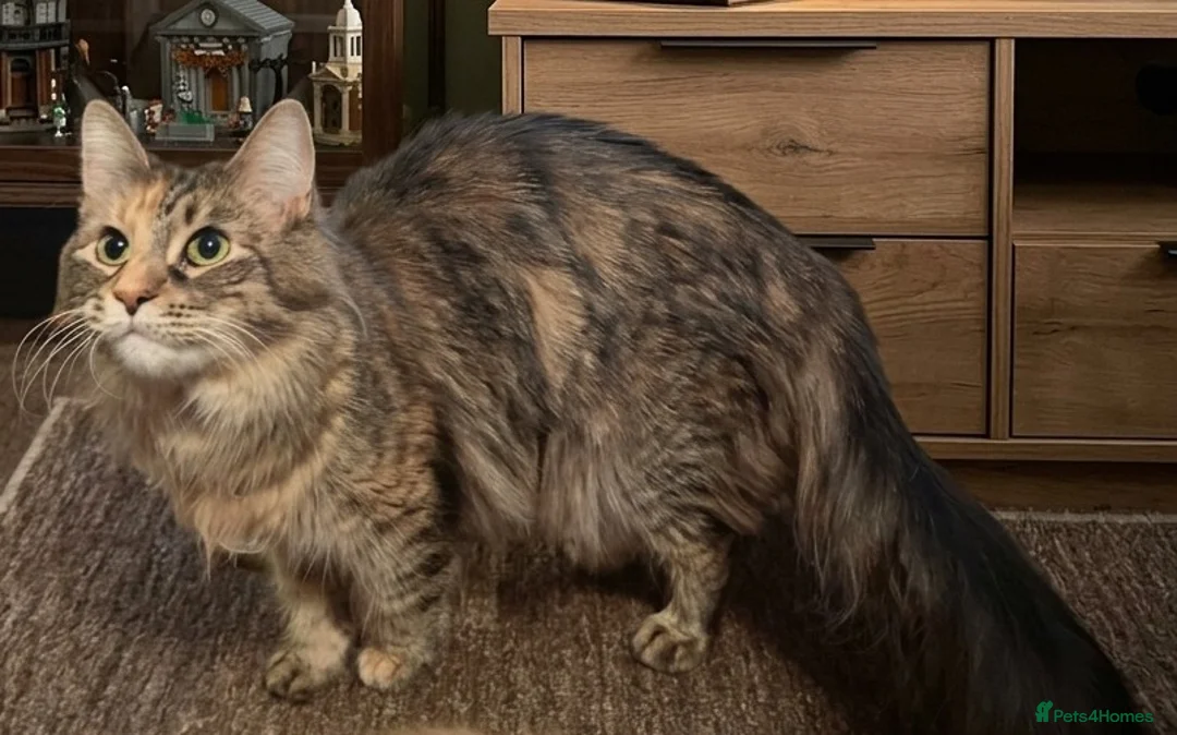 Maine Coon cats for sale: Maine coon kittens - Advert 2