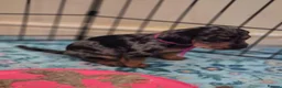Jackshund dogs for sale: Dapple and black and tan Jackshund puppies - Advert 7