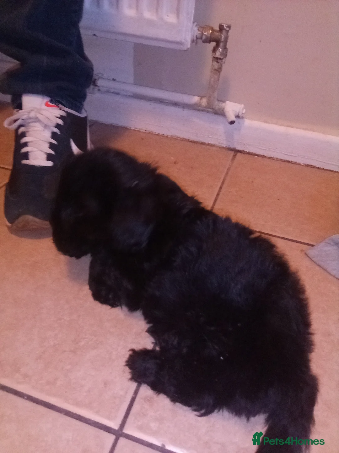 Patterdale Terrier dogs for sale: Patterdale terrier for sale  - Advert 2