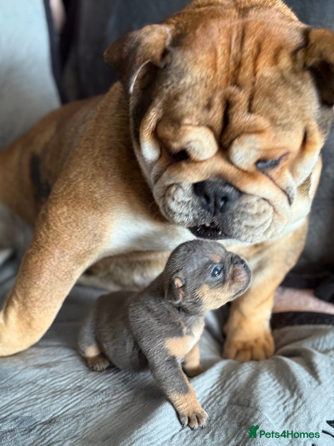 English Bulldog dogs for sale: Beautiful English bulldog puppies - Image 3
